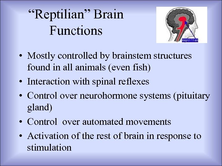 “Reptilian” Brain Functions • Mostly controlled by brainstem structures found in all animals (even