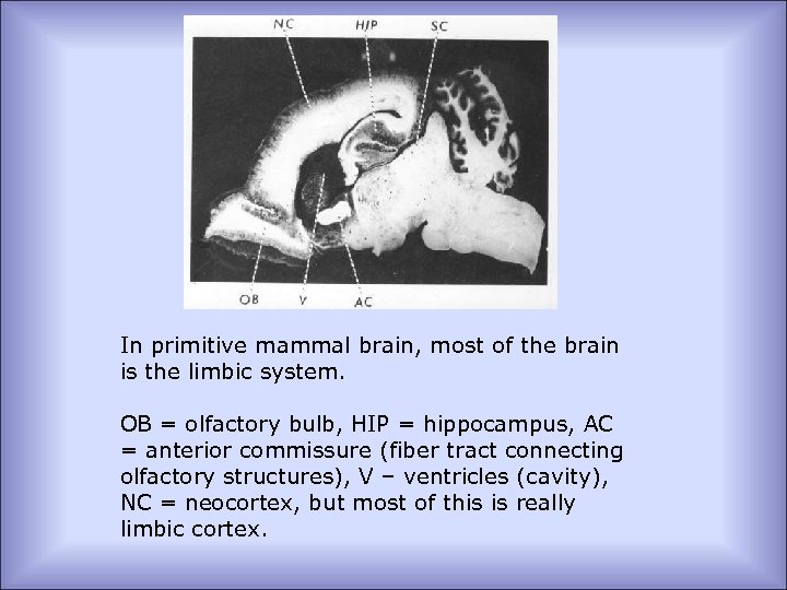 In primitive mammal brain, most of the brain is the limbic system. OB =