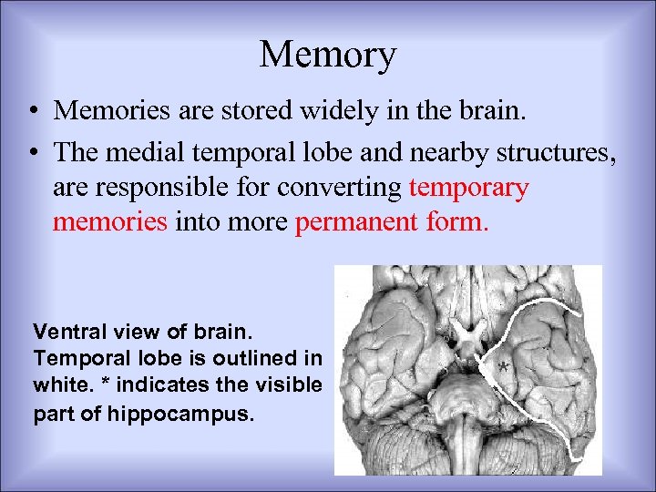 Memory • Memories are stored widely in the brain. • The medial temporal lobe