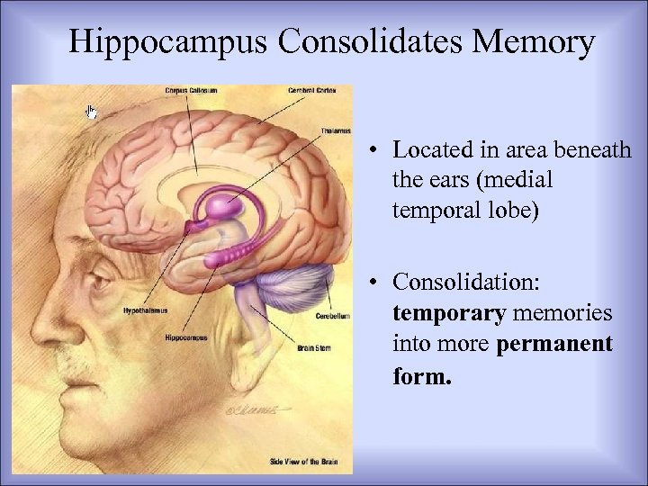 Hippocampus Consolidates Memory • Located in area beneath the ears (medial temporal lobe) •