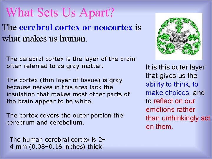 What Sets Us Apart? The cerebral cortex or neocortex is what makes us human.