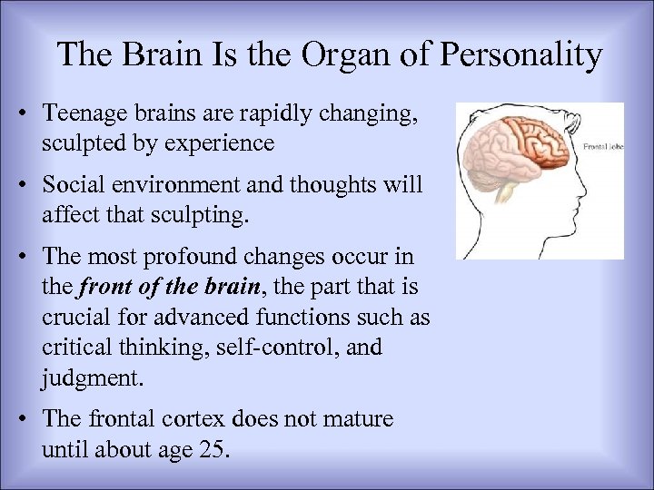 The Brain Is the Organ of Personality • Teenage brains are rapidly changing, sculpted