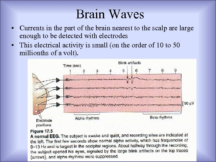 Brain Waves • Currents in the part of the brain nearest to the scalp