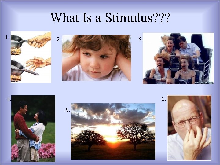 What Is a Stimulus? ? ? 1. 3. 2. 6. 4. 5. 