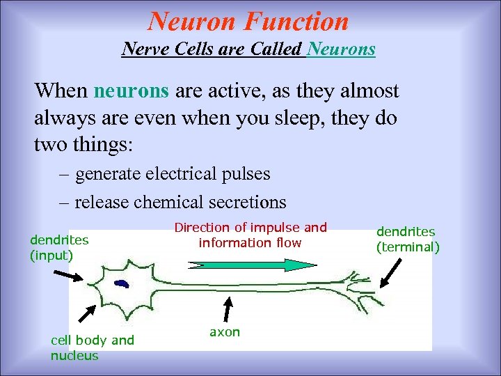 Neuron Function Nerve Cells are Called Neurons When neurons are active, as they almost