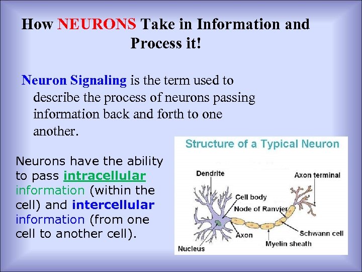 How NEURONS Take in Information and Process it! Neuron Signaling is the term used