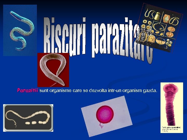 Parazitii sunt organisme care se dezvolta intr-un organism gazda. 