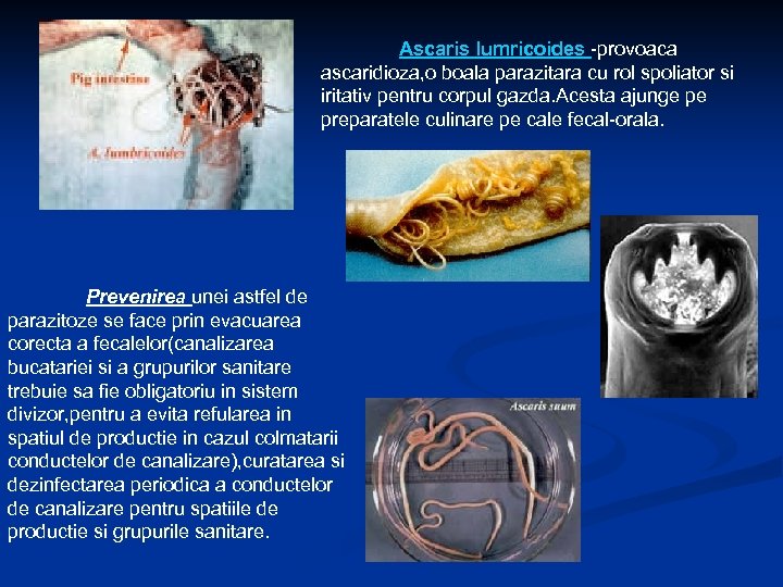 Ascaris lumricoides -provoaca ascaridioza, o boala parazitara cu rol spoliator si iritativ pentru corpul