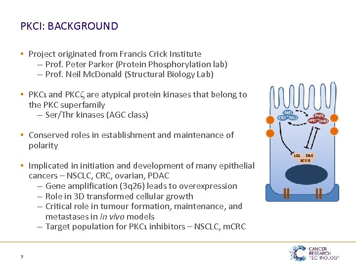 PKCΙ: BACKGROUND • Project originated from Francis Crick Institute – Prof. Peter Parker (Protein