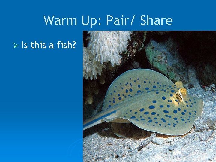 Warm Up: Pair/ Share Ø Is this a fish? 
