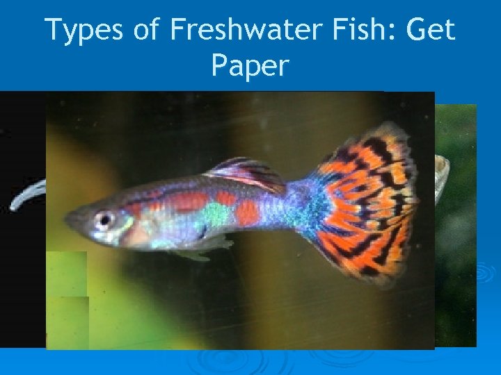 Types of Freshwater Fish: Get Paper 
