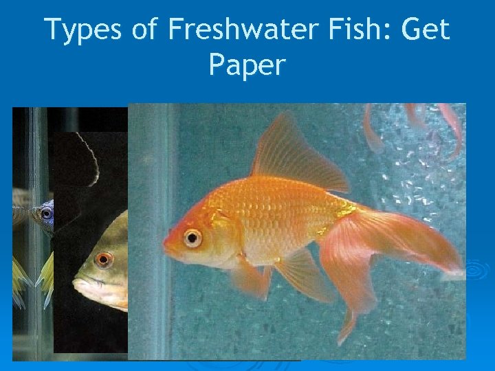 Types of Freshwater Fish: Get Paper 