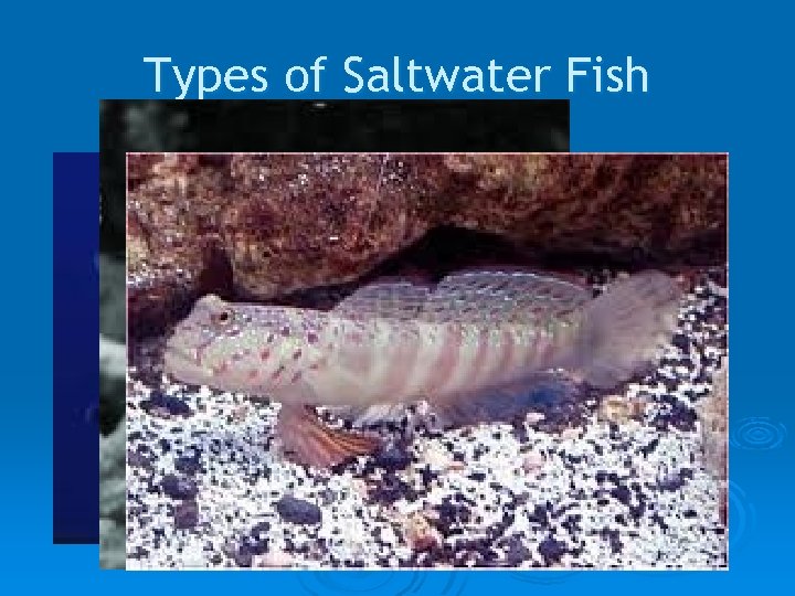 Types of Saltwater Fish 