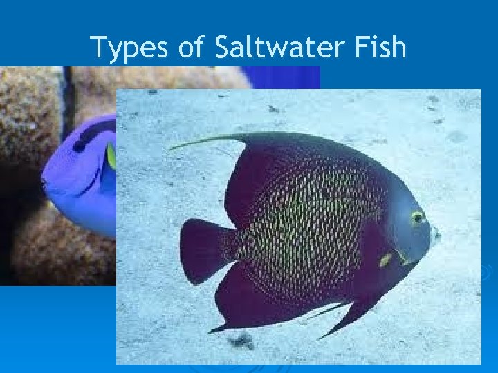 Types of Saltwater Fish 