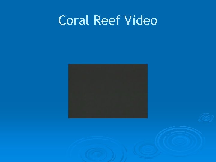 Coral Reef Video 