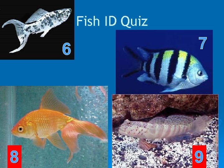 Fish ID Quiz 6 8 7 9 