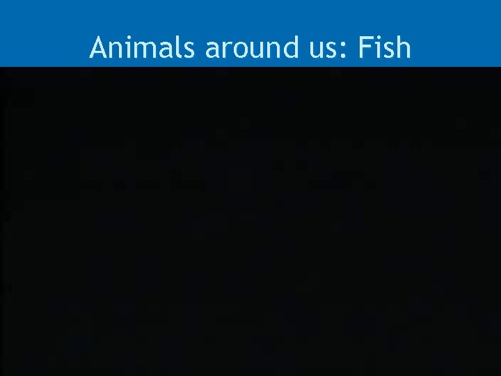 Animals around us: Fish 