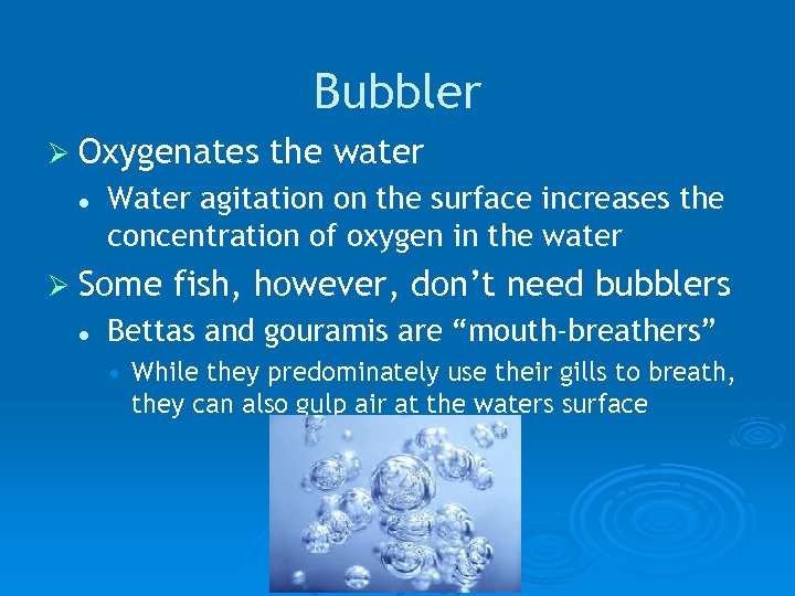 Bubbler Ø Oxygenates l Water agitation on the surface increases the concentration of oxygen