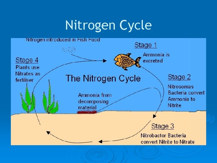 Nitrogen Cycle 