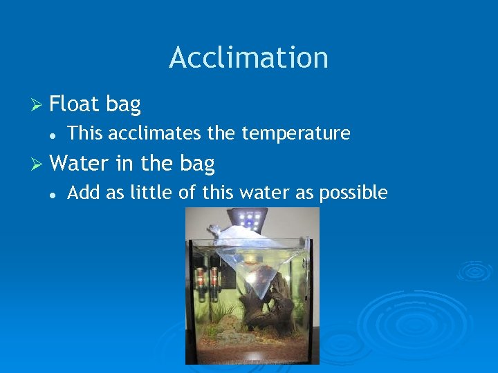 Acclimation Ø Float l bag This acclimates the temperature Ø Water l in the