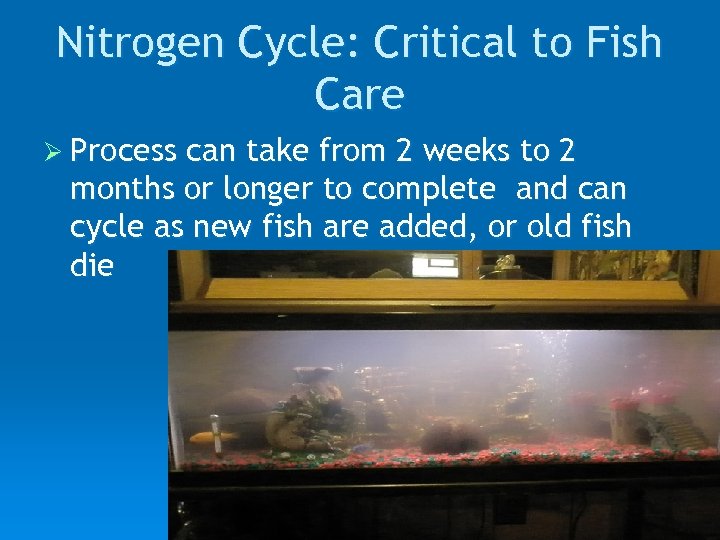 Nitrogen Cycle: Critical to Fish Care Ø Process can take from 2 weeks to