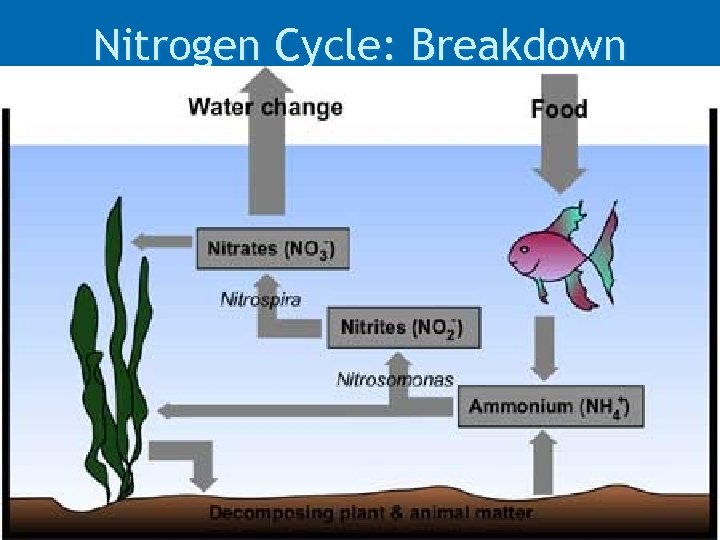 Nitrogen Cycle: Breakdown 