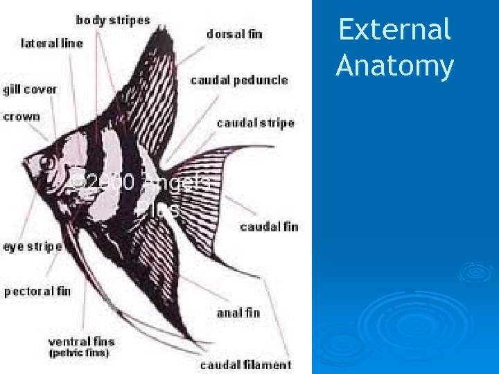 External Anatomy 