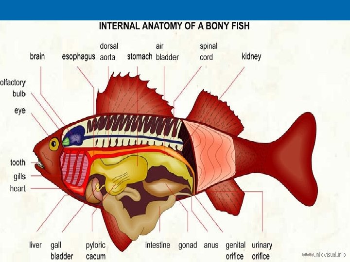 Internal Anatomy 