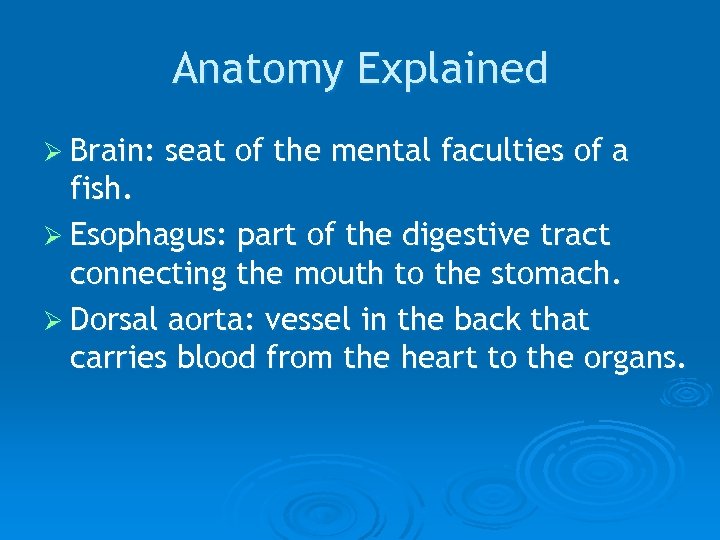 Anatomy Explained Ø Brain: seat of the mental faculties of a fish. Ø Esophagus: