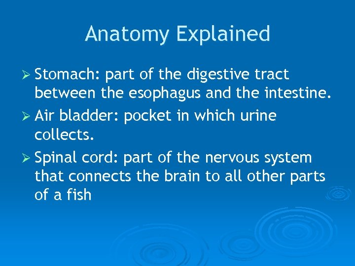 Anatomy Explained Ø Stomach: part of the digestive tract between the esophagus and the