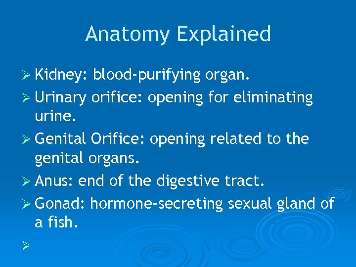 Anatomy Explained Ø Kidney: blood-purifying organ. Ø Urinary orifice: opening for eliminating urine. Ø