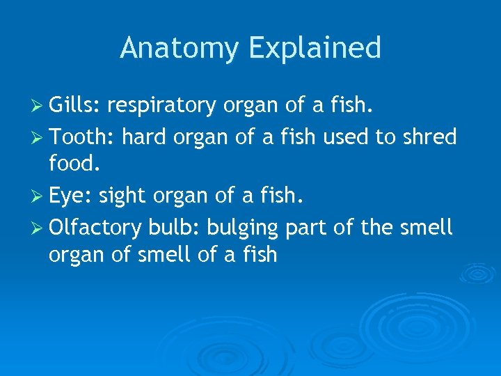 Anatomy Explained Ø Gills: respiratory organ of a fish. Ø Tooth: hard organ of