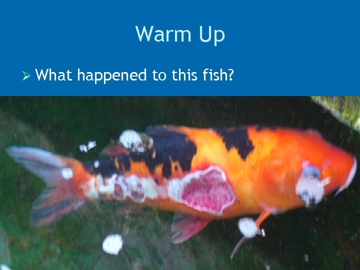 Warm Up Ø What happened to this fish? 