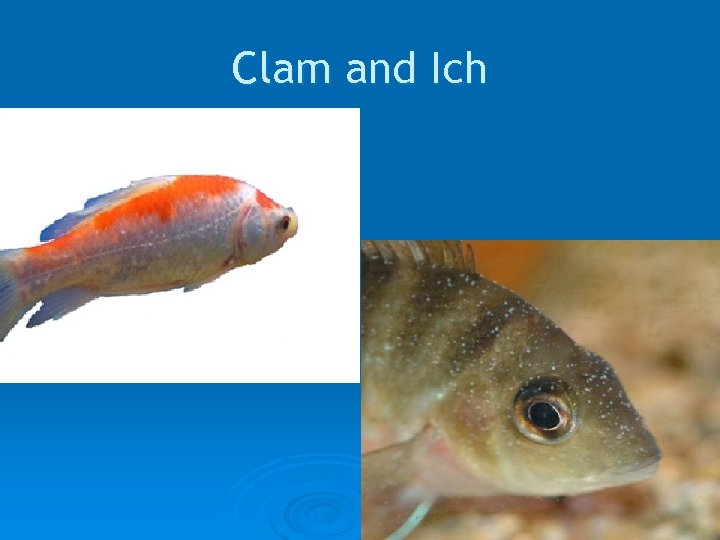 Clam and Ich 