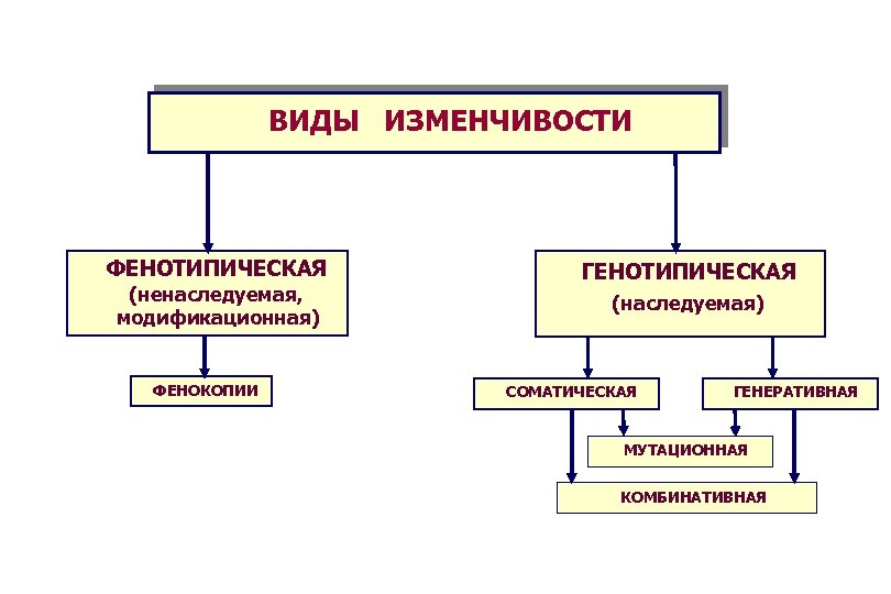 Закономерности фенотипической изменчивости