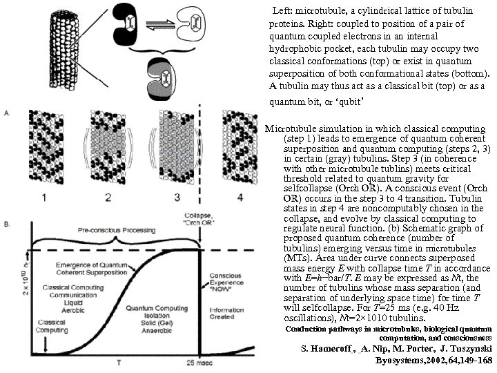  Left: microtubule, a cylindrical lattice of tubulin proteins. Right: coupled to position of