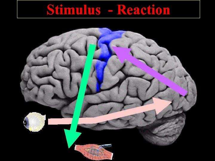 Stimulus - Reaction 