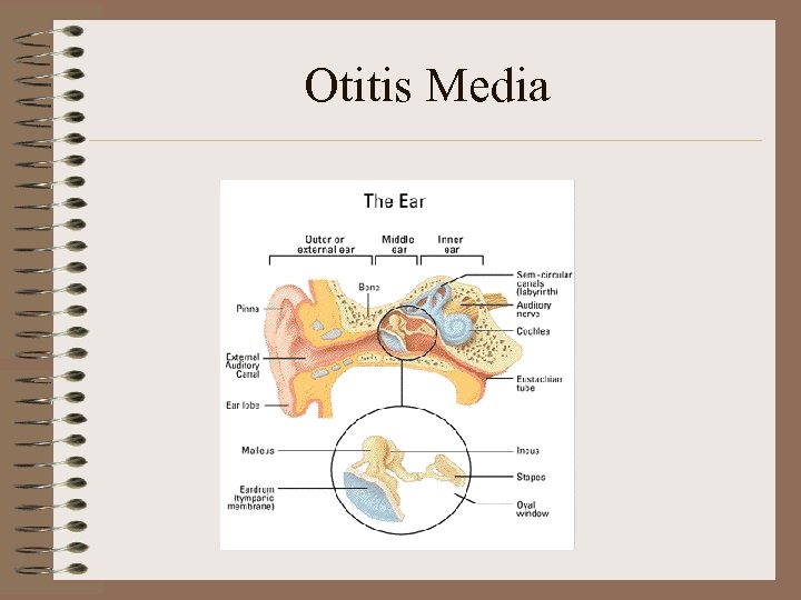 Otitis Media 