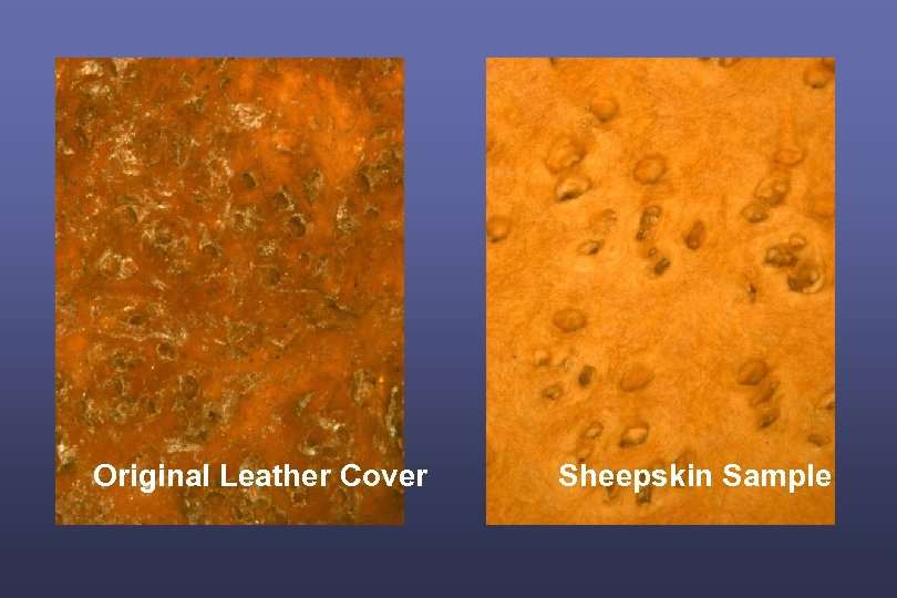 Original Leather Cover Sheepskin Sample 