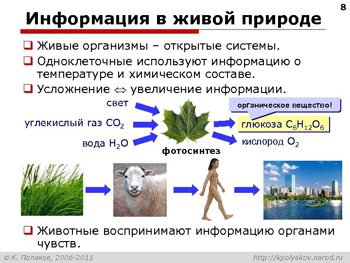 Информация в живой природе 8 q Живые организмы – открытые системы. q Одноклеточные используют