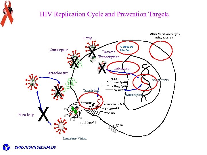 HIV Replication Cycle and Prevention Targets Other Membrane targets Rafts, lipids, etc. Entry Coreceptor