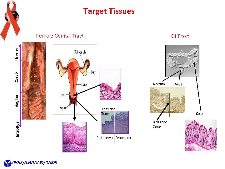 Target Tissues Female Genital Tract Introitus Vagina Cervix Uterus GI Tract DHHS/NIH/NIAID/DAIDS Rectum Transition