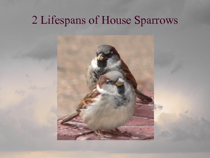 2 Lifespans of House Sparrows 