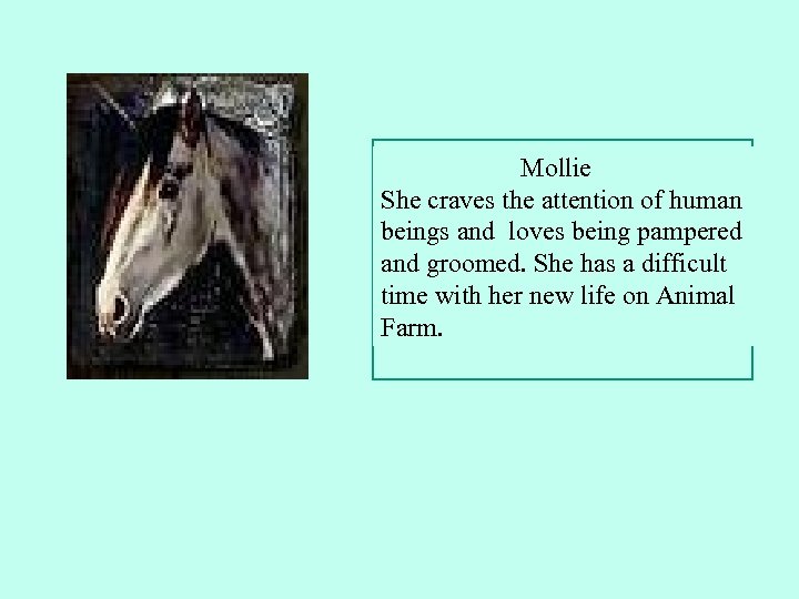  Mollie She craves the attention of human beings and loves being pampered and