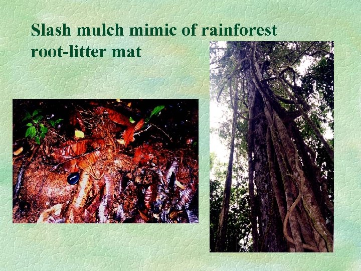 Slash mulch mimic of rainforest root-litter mat 