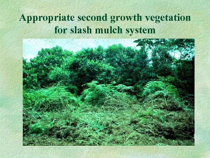 Appropriate second growth vegetation for slash mulch system 