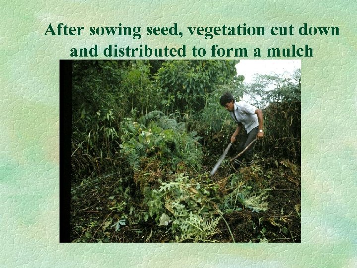 After sowing seed, vegetation cut down and distributed to form a mulch 