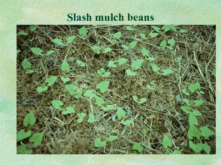 Slash mulch beans 