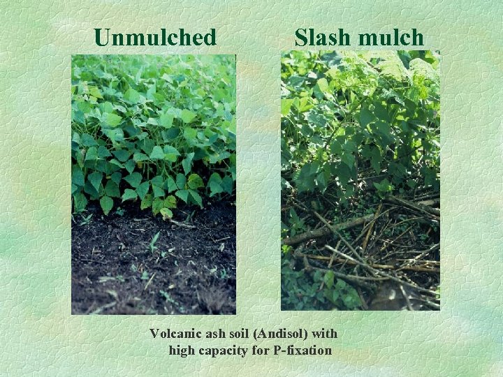 Unmulched Slash mulch Volcanic ash soil (Andisol) with high capacity for P-fixation 