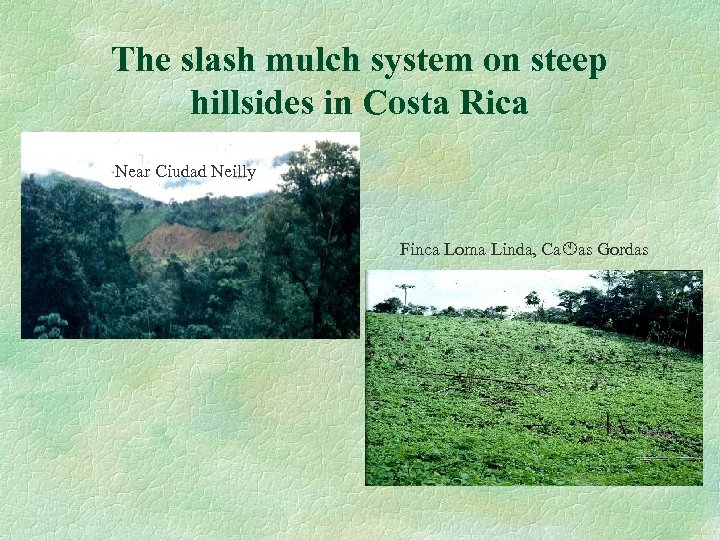 The slash mulch system on steep hillsides in Costa Rica Near Ciudad Neilly Finca